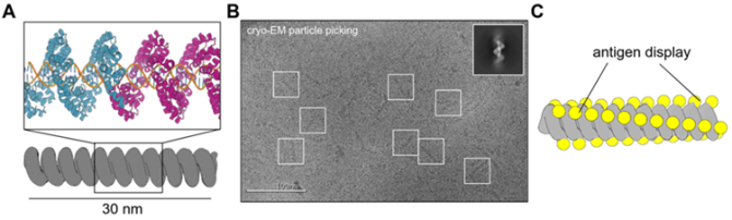 The encapsulation of DNA by de novo proteins (A), visualised by cryo-EM particle picking (B), with a promising application in vaccine production (C).