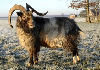 Pest bij kleine herkauwers (PPR)