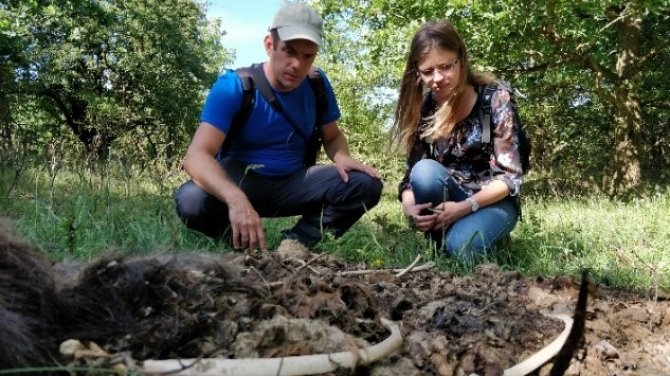 Bart Beekers (ARK Natuurontwikkeling) en Elke Wenting bij de restanten van een paard in Nationaal Park Zuid-Kennemerland.