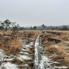 Hoogveengebied, een van de laatste restanten van het hoogveenmoeras op de grens tussen Nederland en Duitsland. Foto: Roy van Beek.