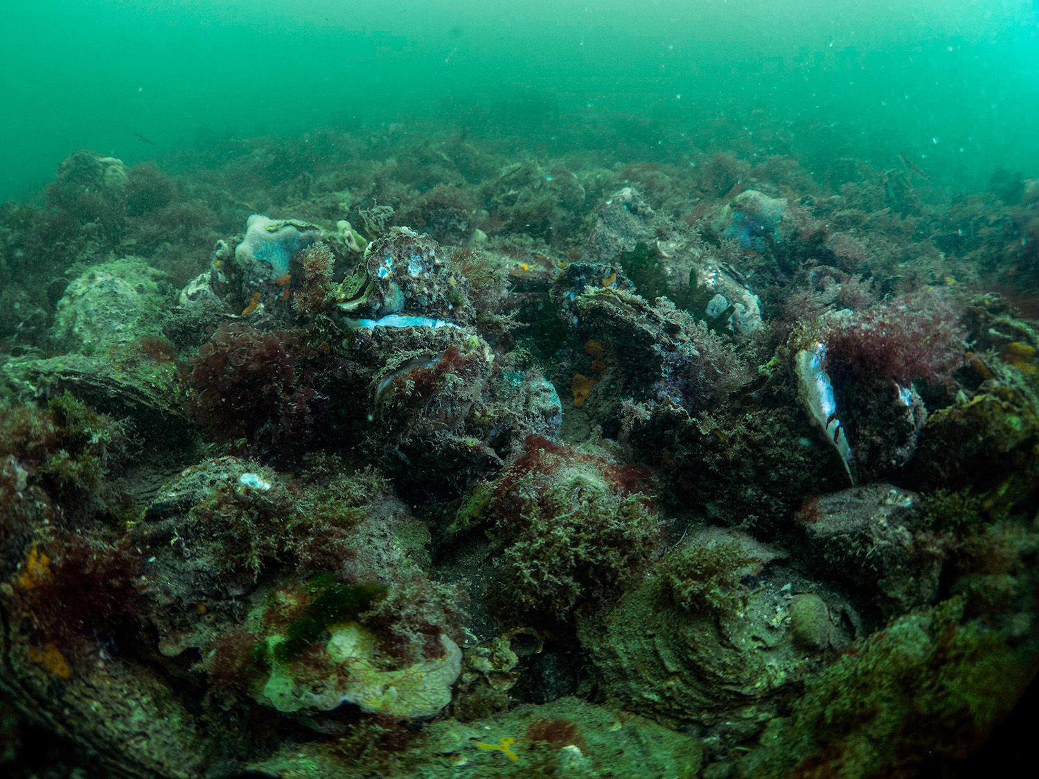 Is er voldoende aandacht voor ecologische effecten van activiteiten op de Noordzee? Foto: Oscar Bos.