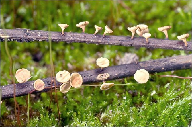 Hymenoscyphus fraxineus on fallen leaf stalks.   Source: Queloz, Grünig, Berndt, T. Kowalski, T.N. Sieber & Holdenr. Photographed in Bovec basin, East Julian Alps, Posočje, Slovenia. Author: Amadej Trnkoczy  