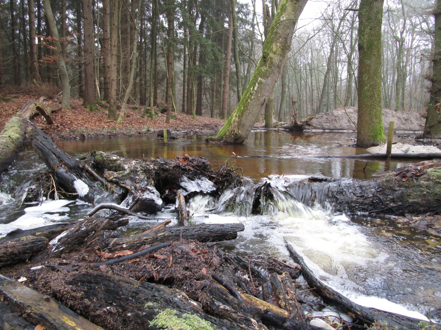 Het water kan weer het Leuvenumse Bos overstromen en in de grond zakken. Foto: Ralf Verdonschot