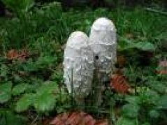 coprinus2.jpg