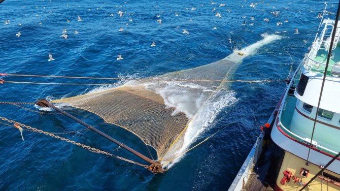 The new fishing gear 'kiwi codend' could increase survival rates of bycatch discarded at sea. Photo: Pieke Molenaar.