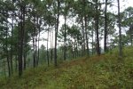 Pine trees in ejido California