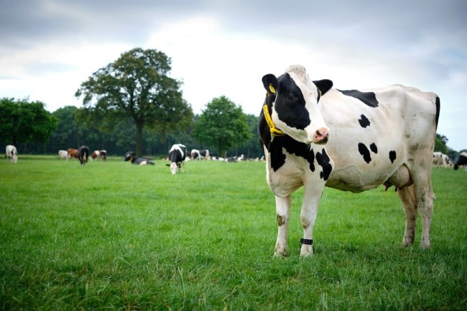 Microbes in the cow's digestive system produce the greenhouse gas methane.