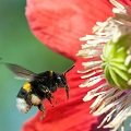 Wageningen Biodiversity Initiative  