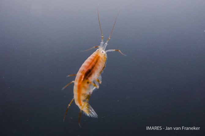 De amphipode Eusirus laticarpus, die dit jaar regelmatig in de SUIT vangst te vinden is.