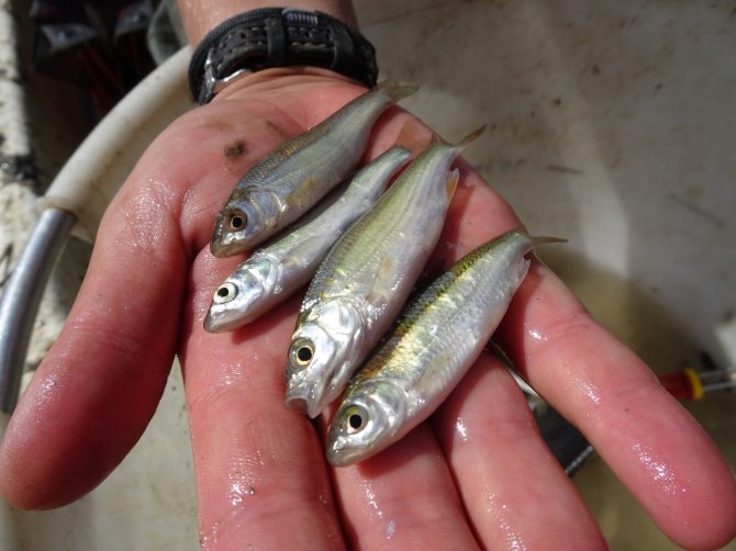 Four fish species regularly caught in floodplains: f.l.t.r. serpeling, predatory pout, dace, roach (Margriet Schoor)