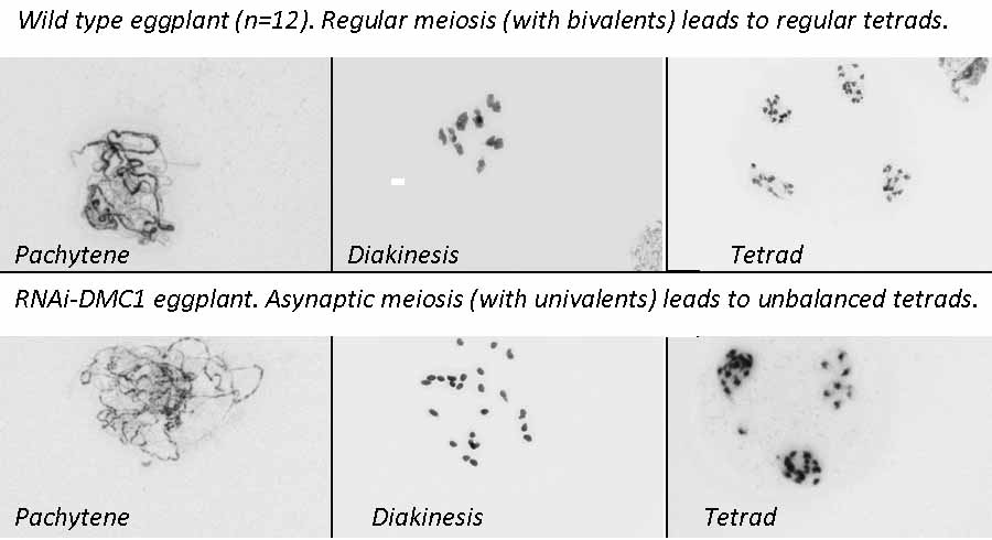 Controlling Meiotic Recombination For Plant Breeding - WUR