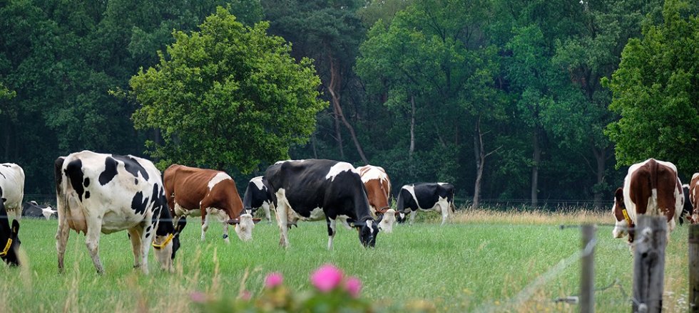 Klimaatslimme veehouderij