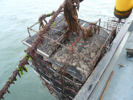 Support for oyster farming experiments (BOKX) - WUR