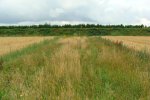 The interface between field margins and crops in Bas'experiments. A perennial field margin in between two fields of rye.