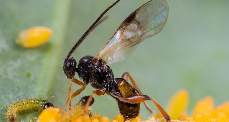 Let op bij gebruik bestrijdingsmiddelen insecten'   -  Landbouwnieuws voor Zuid-Nederland