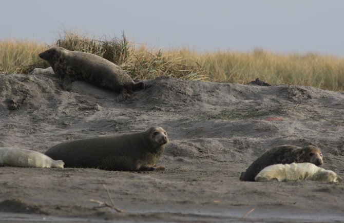 We kunnen zien dat er veel veranderd is aan het eiland  