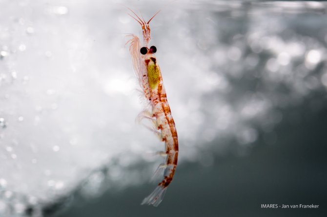 The sea-ice attracts Antarctic Krill, which is a key species in the food-chain butis also a target of international fisheries. The picture of this krill caught by the SUIT was taken in an aquarium in a dark cool-container on board.