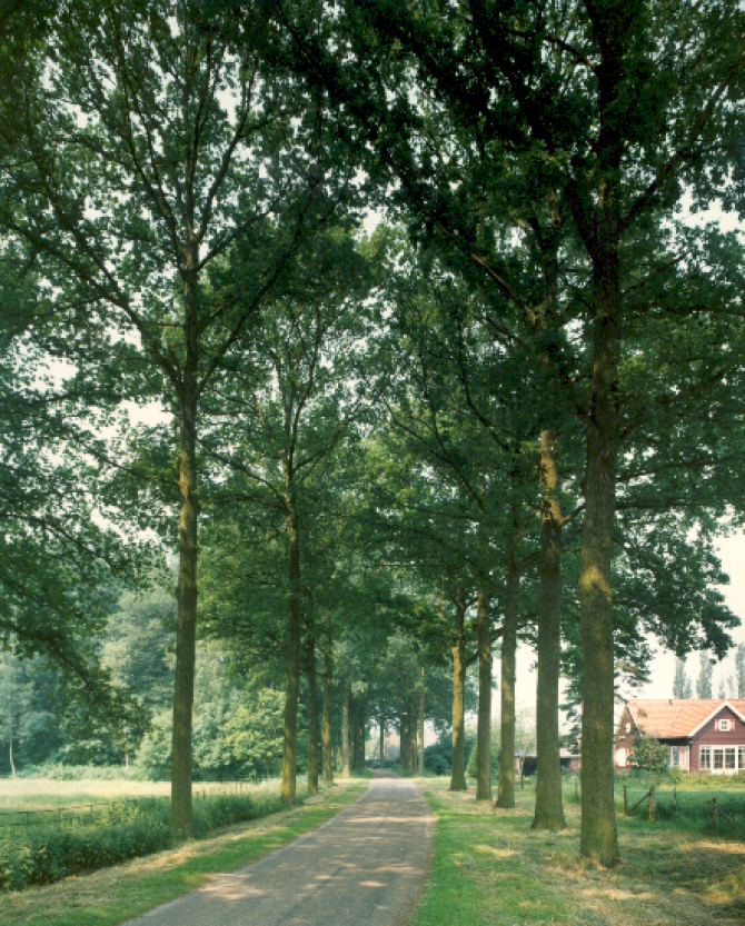 Zomereik, Heeze (Bron: Rassenlijst.nl)