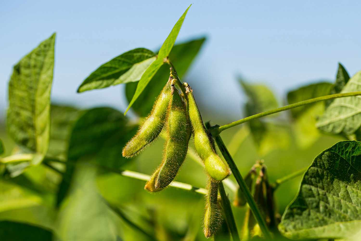 Soybeans (Edamame)