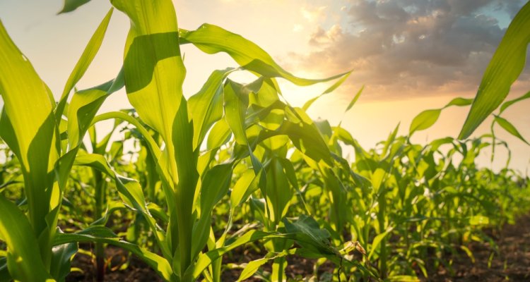 How do maize plants respond to nitrogen availability? The spatial and ...