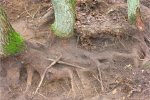 Excavating oak cluster (Wilde Kamp