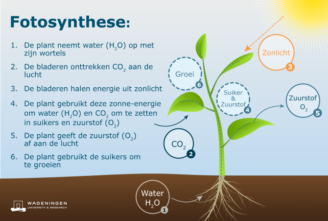 Schema Fotosynthese reactie