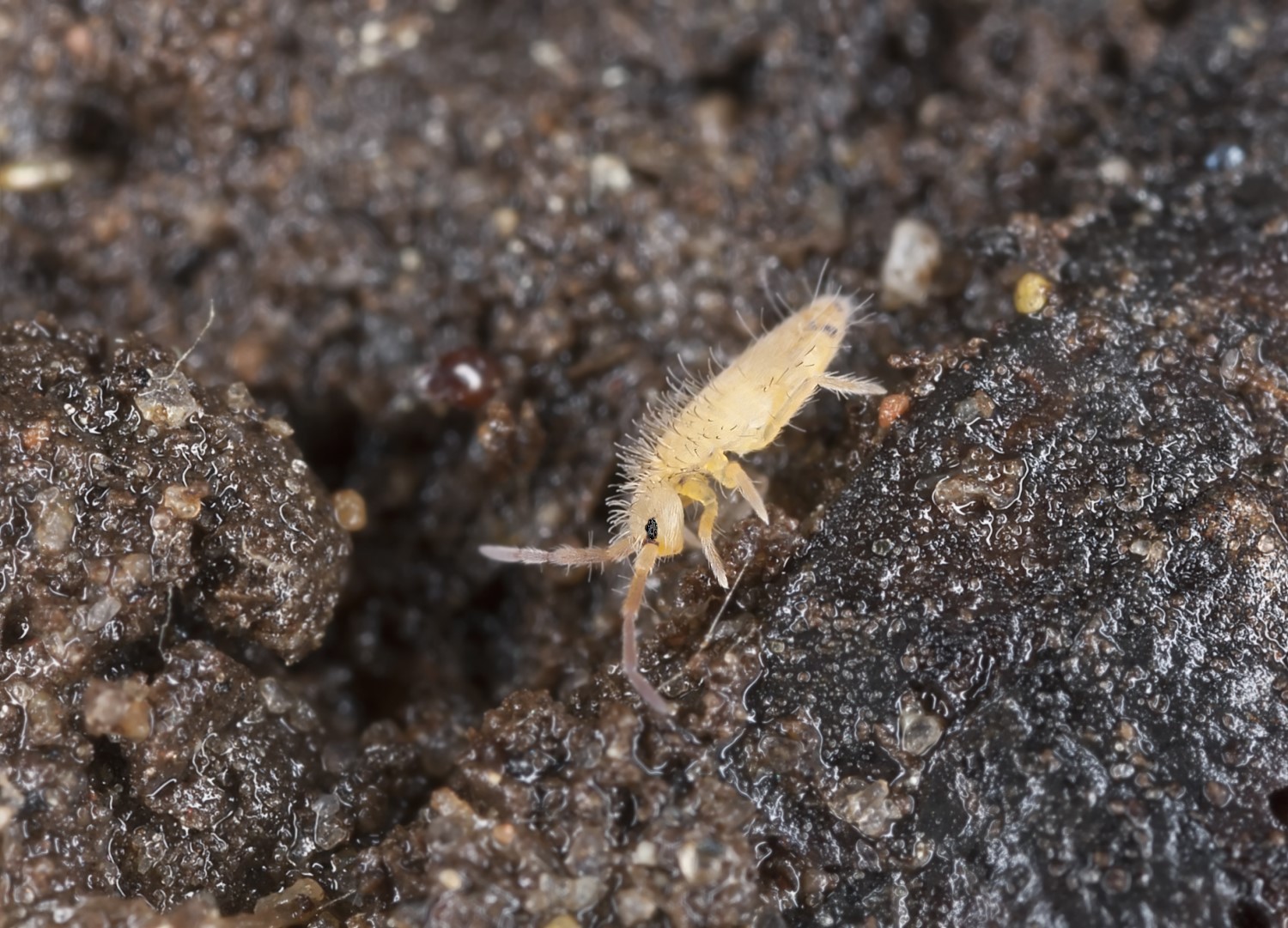 Springtails are tiny, underground creatures that harm crops. Photo: Shutterstock