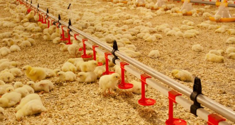 Home Hatching Enhances Chick S Resilience Wur