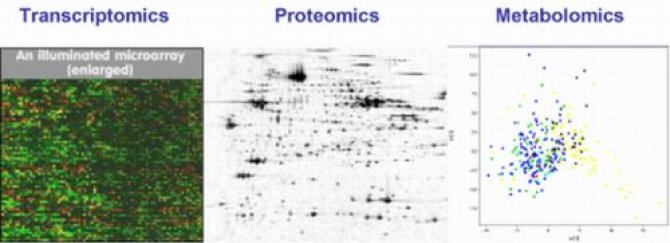 A typical output from the three omics profiling techniques