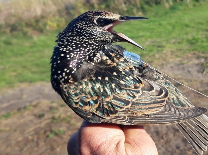 Researchers use transmitters on starlings to monitor their migration behavior above the sea. Photo: Sander Lagerveld.