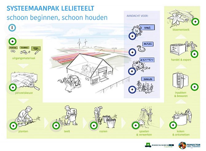 Systeemaanpak lelieteelt