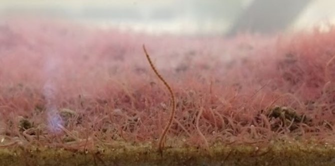 A worm species (Tubificidae family), one of the invertebrate species in the study