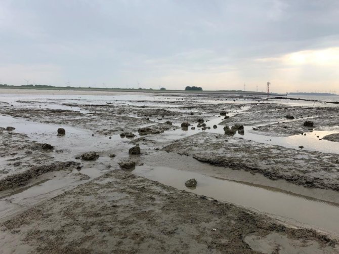 Oud slootpatroon in het voormalige cultuurlandschap bij het verdronken dorp Oud-Bath. Door ontginning trad bodemdaling op. Tijdens stormvloeden tussen 1530 en 1552 verdronk het gebied. Dit landschap ligt inmiddels buitendijks bij het nauw van Bath in de Westerschelde (rechts in beeld). Foto: Hessel Woolderink.