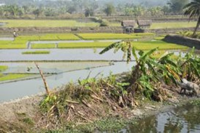 Figure 5. Threatened by salt water intrusion, this rice paddy field near Khulna, Bangladesh could greatly benefit from treated urban grey water as a fresh water resource.   