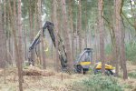 Harvester carrying out thinning operation