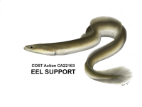 eel support.png