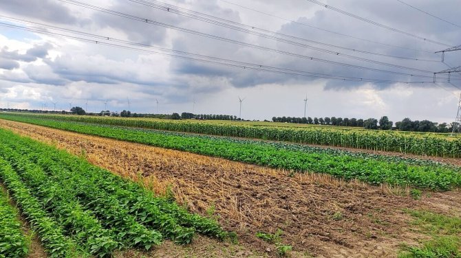 Picture: To maintain and improve biodiversity on the agricultural plots, strip cultivation of 6 meters, 8 crops in rotation in time and space with permanent flower strips are implemented.