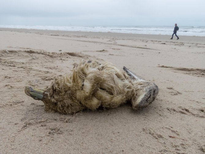 Vrijwilligers die de stranden aflopen op zoek naar aangespoelde stormvogels zijn onmisbaar. 