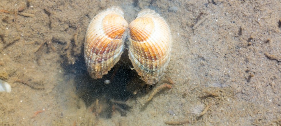 kokkel_waddenzee_shutterstock_690647539.jpg