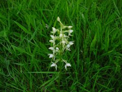 Welriekende Nachtorchis