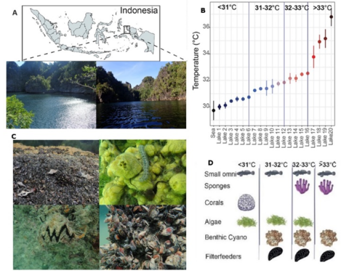 A) Sampling area. B) Mean temperature of marine lakes. C) Benthic biota of marine lakes. D) Shift in dominant benthic groups.