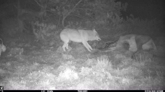 Wolf bij een dood edelhert. (Bron: ARK Natuurontwikkeling)