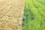 The interface between two crops in Bas' experiments with rye on the left, and oilseed-radish on the right.