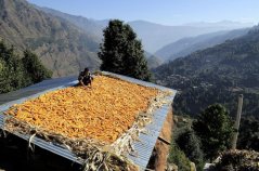 Climate Smart Agriculture in the Himalayas