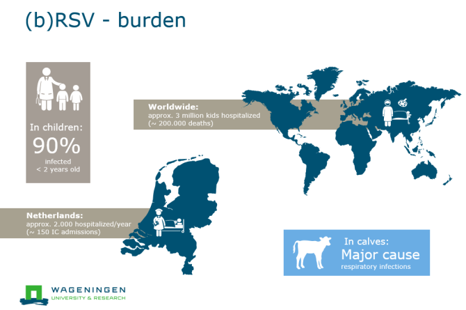 RSV gevolgen wereldwijd