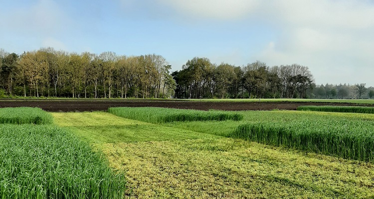 Winter rye provides a climate solution for dairy farming on drought sensitive sandy soil 