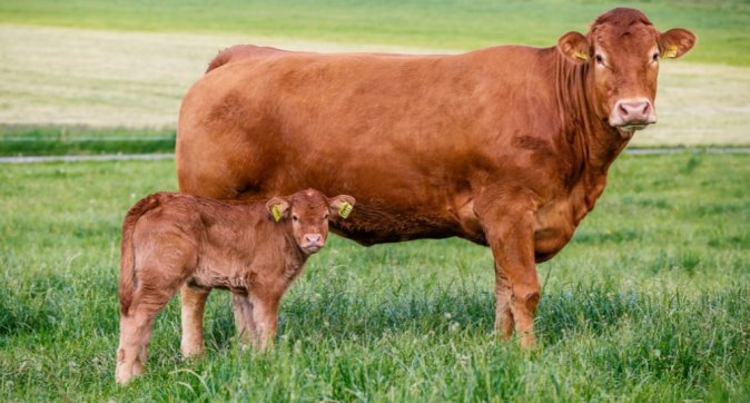 Wageningen University & Research, Animal Breeding & Genomics - WUR