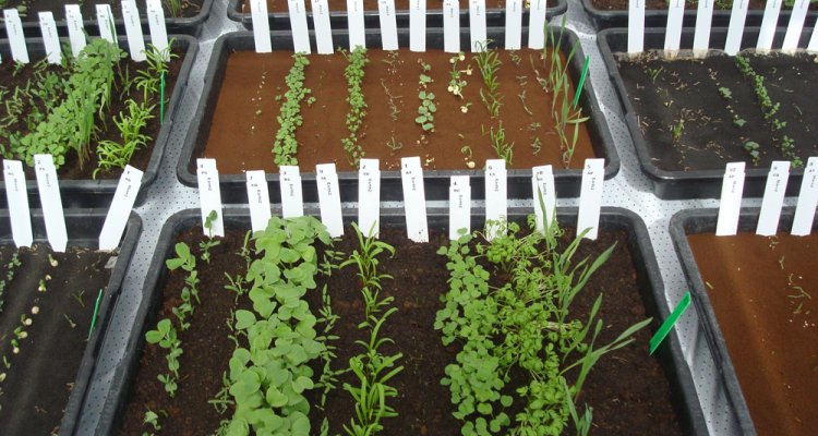 Experiment 2: Kunnen we (eetbare) groenten kweken op maanbodemsimulant? - WUR