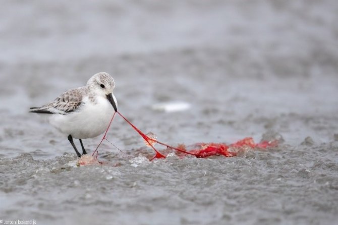 Drieteen strandlopen maakt gebruik van het gespatte bloed.