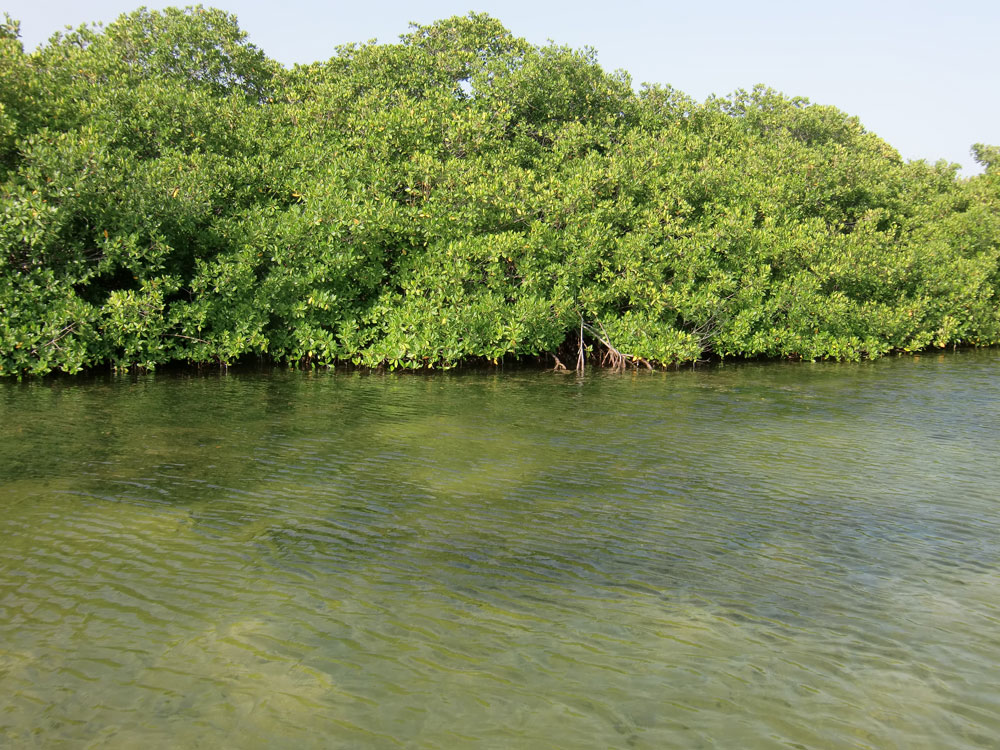 Marine litter in the mangroves at Lac Bay, Bonaire - WUR